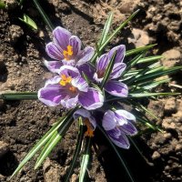 Весенний дебют! :: Нина Андронова