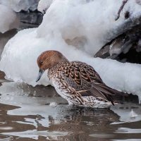 Шилохвость (самка). :: Nikolay Lovec