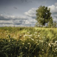 Полевые цветы... :: Валерий VRN