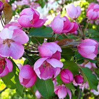 Дикая яблоня цвела у дома :: Наталья ***