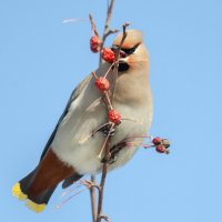 Свиристель :: Виктор Иванович Чернюк Свиристель :: Виктор Иванович Чернюк