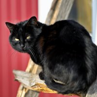 Первый день весны , а мышек не видно ... :: Евгений Хвальчев