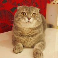 С Днем кошек! :: Галина Нестратова