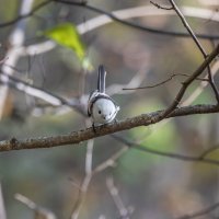 ополовник. :: юрий макаров