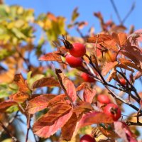 Шиповник :: Дарья Шуклина