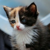 С Днём кошек :: Владимир59 С Днём кошек :: Владимир59