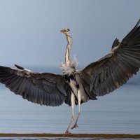 Ба! Какие люди! :: Георгий Бондаренко Ба! Какие люди! :: Георгий Бондаренко