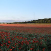 Природа Крыма :: Amazing Cosmea Природа Крыма :: Amazing Cosmea
