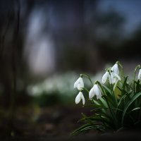 С первым днём весны! :: Игорь Шевченко