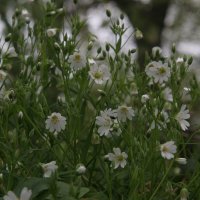 Весеннее цветение :: Valziwa 