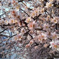 Всех поздравляю с первым днём весны! :: Эля Юрасова