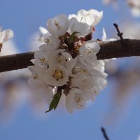 С первым днем Весны! :: Lersa 