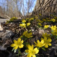 Торопливая весна...... :: Галина 