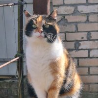 С Днём кошек! :: Наталья 