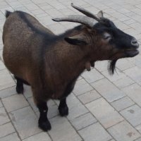 Обитатель зоопарка :: Freddy 97