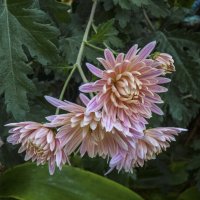 Веточка хризантемы :: Валентин Семчишин Веточка хризантемы :: Валентин Семчишин