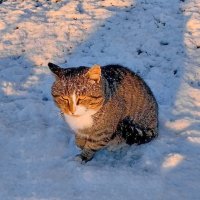 - Зимнее солнышко греть не хочет :: Валерий Судачок