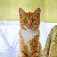 Деревенский :: Валерий Судачок