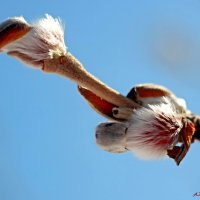 С первым днём весны! :: Андрей Заломленков
