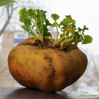 Про весеннее настроение :: Андрей Заломленков