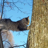 С днем кошек! :: Сергей Ц