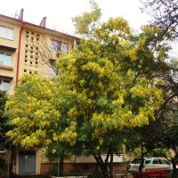 Мимоза :: Nataly St. 