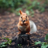боец :: Антон Лихач