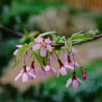 Сакура 2026 :: Ольга Кубынина