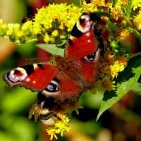 опять про бабочек...509 :: Александр Прокудин