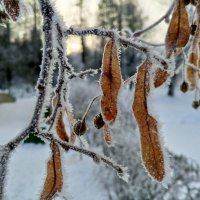 Изморозь :: Сапсан 