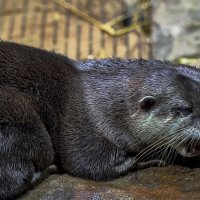 Выдра обыкновенная :: Aleksey Afonin