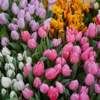 "Репетиция весны" в Аптекарском огороде Ботанического сада МГУ :: Ольга 