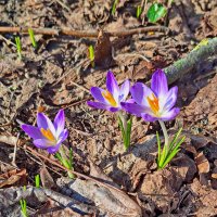 Весна пришла :: Андрей K.