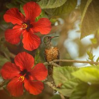 Колибри Родописуса веспер. Перу. :: Svetlana Galvez Колибри Родописуса веспер. Перу. :: Svetlana Galvez