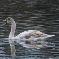Молодой лебедь :: Игорь Сикорский