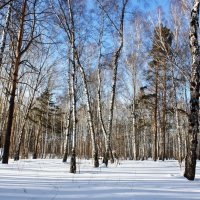 Сегодня в Новосибирске утром -25! (А в феврале шел дождь) :: Галина Нестратова