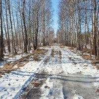 По весенней просеке :: Валерий Иванович