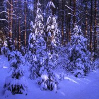 В лесу :: Людмила Смородинская