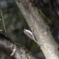 пищуха :: юрий макаров