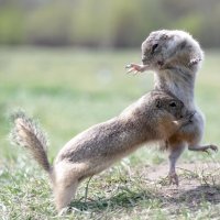 Поединок :: Марина Фомина.