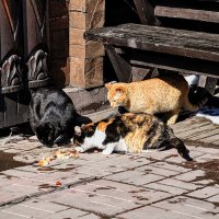 Хорошо живётся кошкам на задах Трапезной  ! ) :: Анатолий Колосов