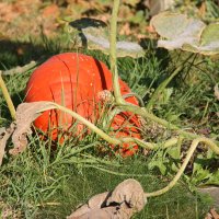 ОСЕНЬ ПАХНЕТ ЖЕЛТОЙ ТЫКВОЙ... :: Валентина 