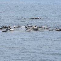 Лежбище нерп у мыса Кузнецова. :: ИРЭН@ .