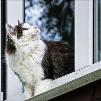 Кажется птичка пролетела... :: Валентина *