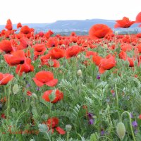 Природа Крыма :: Изумительная Космея