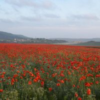 Природа Крыма :: Amazing Cosmea Природа Крыма :: Amazing Cosmea