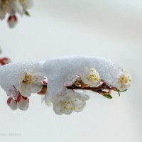 Снежная симфония весны :: Игорь Сарапулов