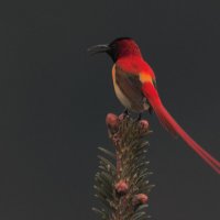 Огненнохвостая нектарница :: Yudong Liu