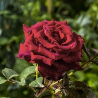Бархатная  роза :: Валентин Семчишин