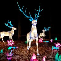 Сказочные животные :: Liudmila LLF